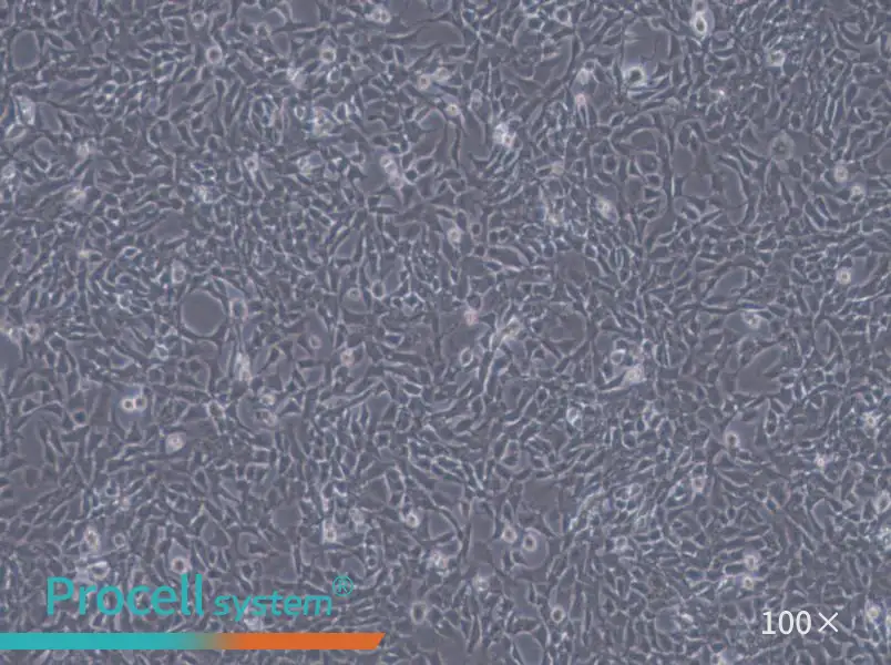 CHL Cell Complete Medium - 1
