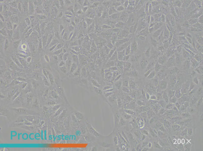 CV-1 Cell Complete Medium - small - 5