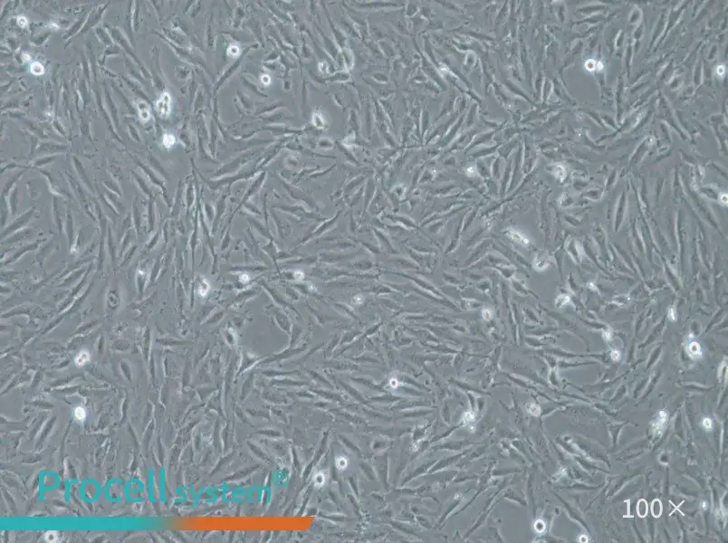 THLE-2 Cell Complete Medium - 1