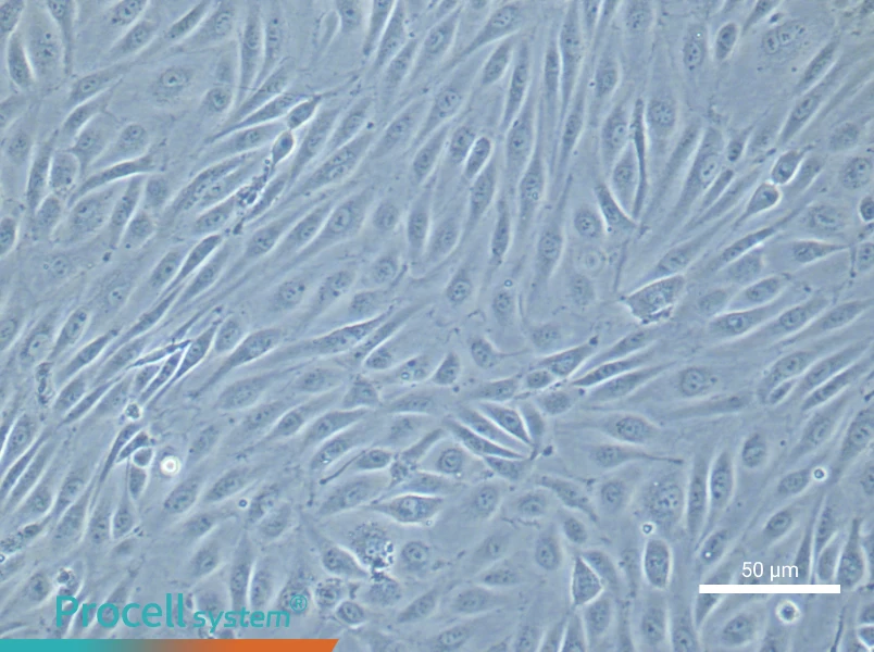 Human Umbilical Vein Endothelial Cell Complete Medium - small - 6
