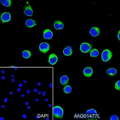 Recombinant CD3G Monoclonal Antibody - small - 4