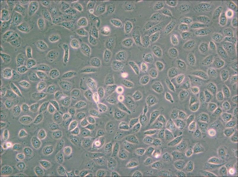 5637 Cell Complete Medium - small - 5