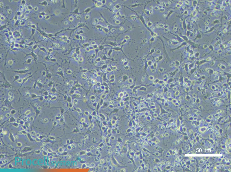 Mouse Hippocampal Neuron Complete Medium - small - 6
