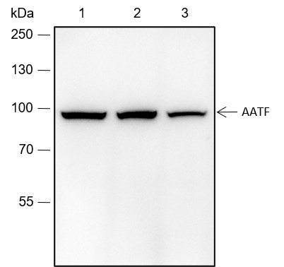 Recombinant AATF Monoclonal Antibody-searchlist-1