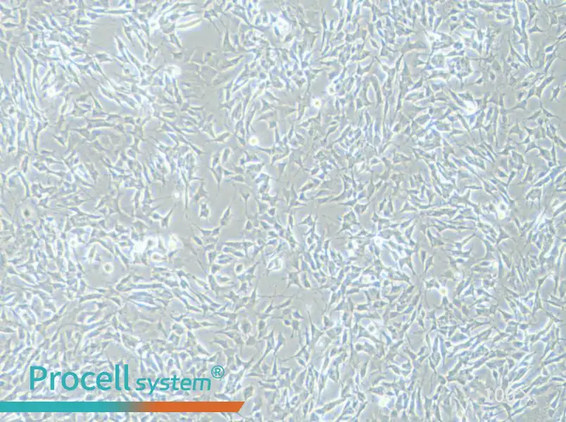 SH-SY5Y [SHSY-5Y] Cell Complete Medium - 1