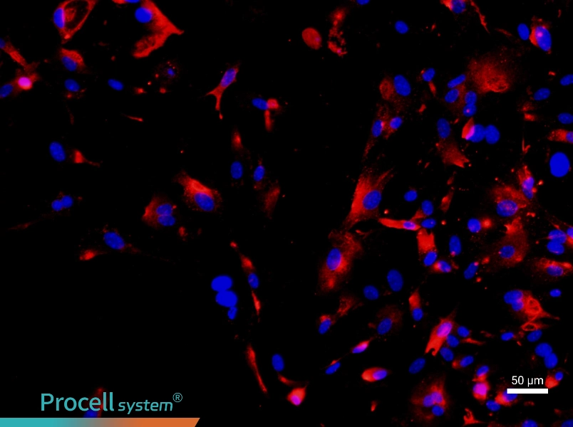 Rat Type II Alveolar Epithelial Cell Complete Medium - 1