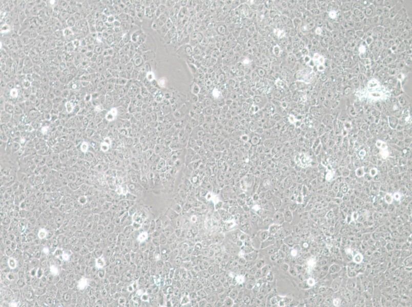 TE-12 Cell Complete Medium-searchlist-1