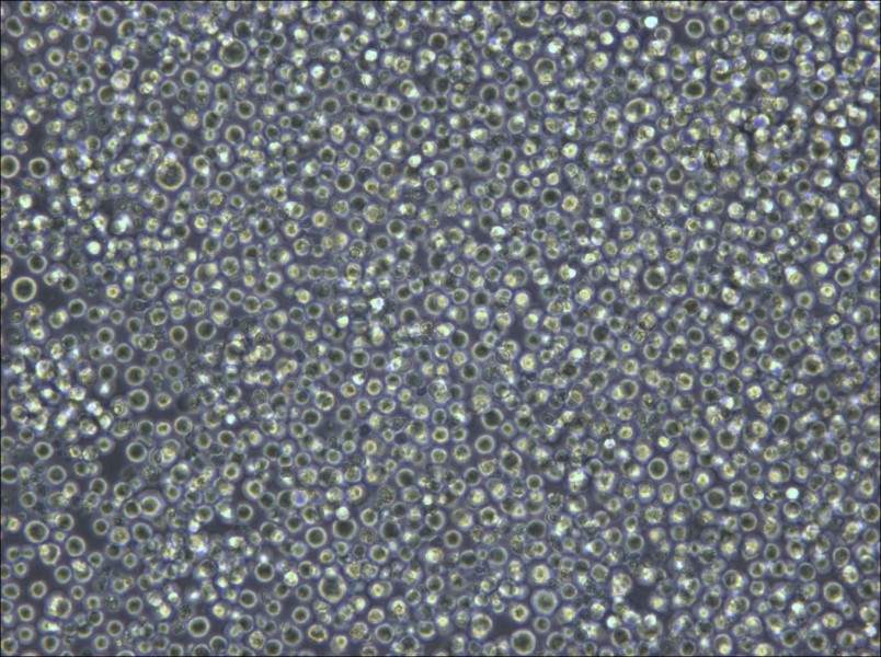 Pfeiffer Cell Complete Medium - small - 5