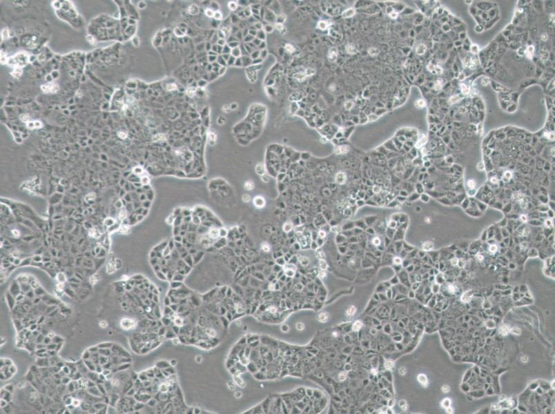 EFM-19 Cell Complete Medium - 2