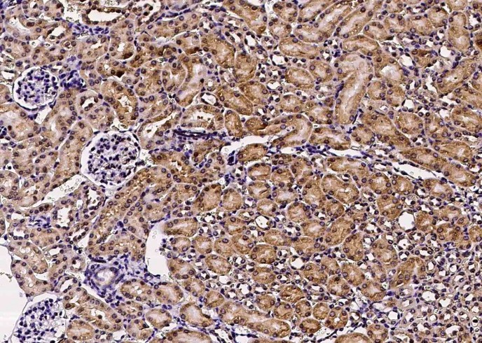 Recombinant GFRA1 Monoclonal Antibody-searchlist-1