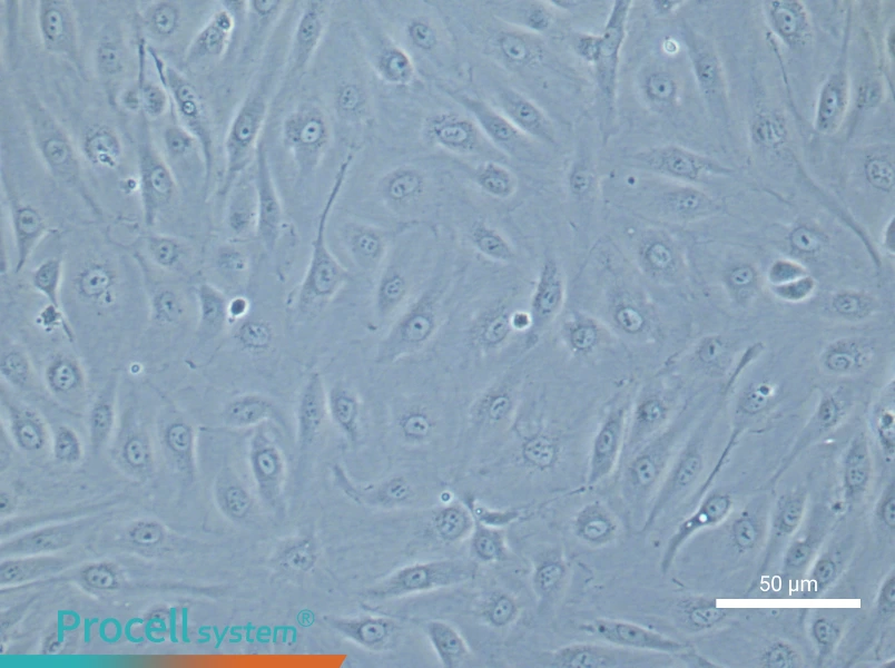 Human Brain Microvascular Endothelial Cell Complete Medium - 4