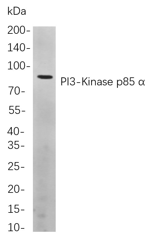 Recombinant PI3-Kinase p85 α Monoclonal Antibody-searchlist-1
