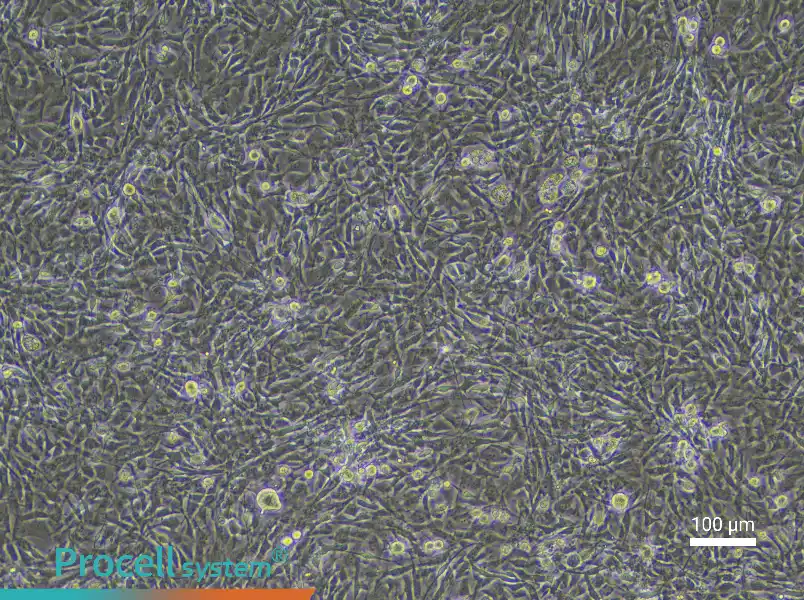Mouse Skeletal Muscle Fibroblast Complete Medium - 1