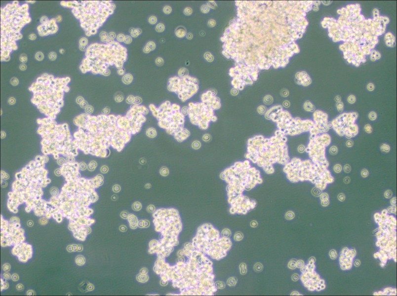 NCI-H524 Cell Complete Medium-searchlist-1