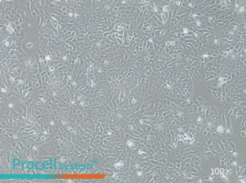 DLD-1 Cell Complete Medium - 3