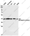 Recombinant ERK2 Monoclonal Antibody - 1