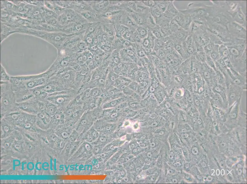 A549-TAX Cell Complete Medium - small - 6