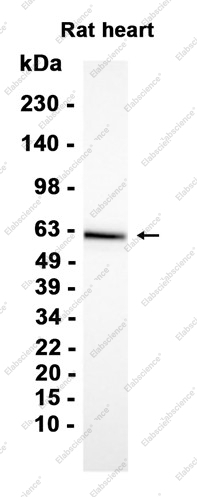 Recombinant Phospho-Smad2 (Thr8)/Smad3 (Thr8) Monoclonal Antibody - 1