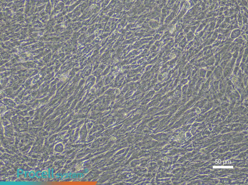 Rabbit Aortic Smooth Muscle Cell Complete Medium - 4