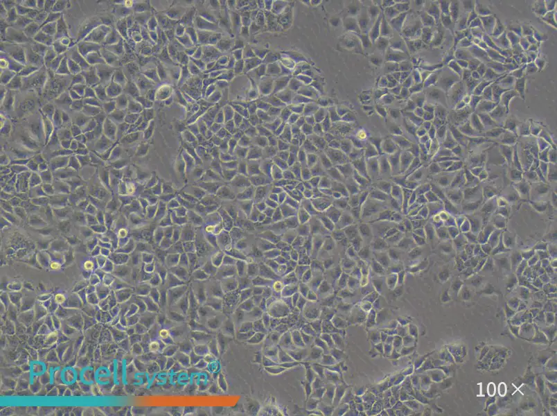 KYSE-270 Cell Complete Medium - 1
