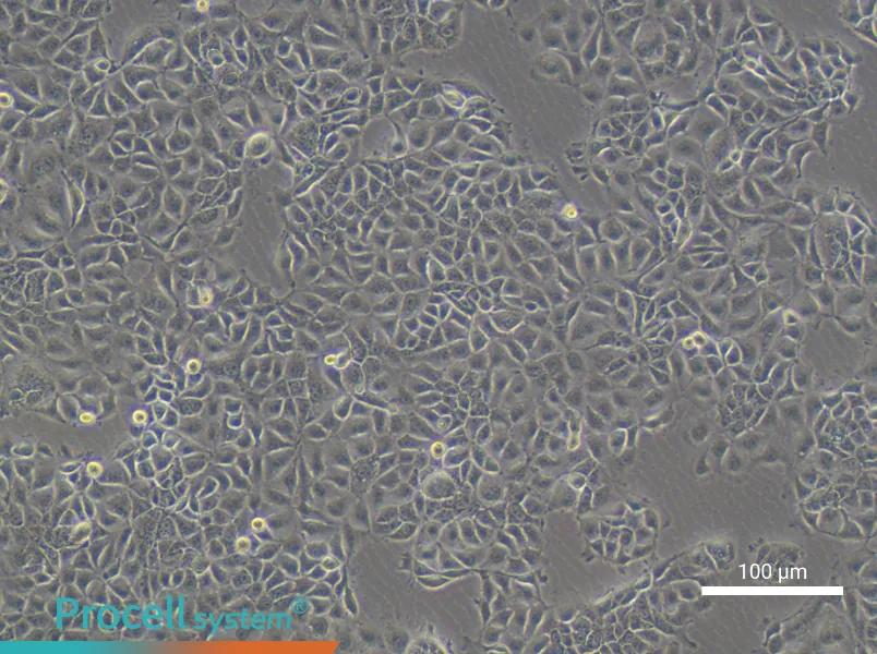 KYSE-270 Cell Complete Medium