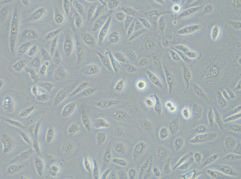 TPC-1 (RPMI) Cell Complete Medium - small - 12