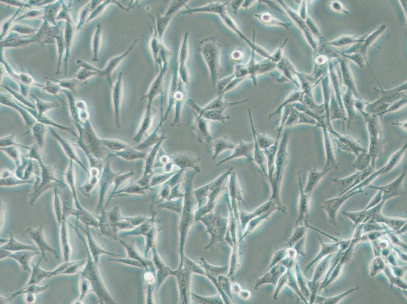 WM115 Cell Complete Medium - small - 11