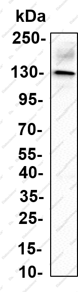 Recombinant USP11 Monoclonal Antibody - 2