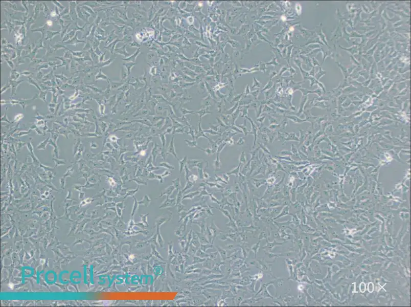 Mv.1.Lu [NBL-7] Cell Complete Medium - 1