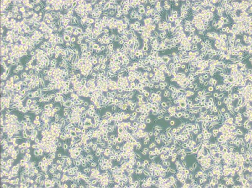 BV2 (DMEM) Cell Complete MediumBV2 (DMEM) Cell Complete Medium - 2