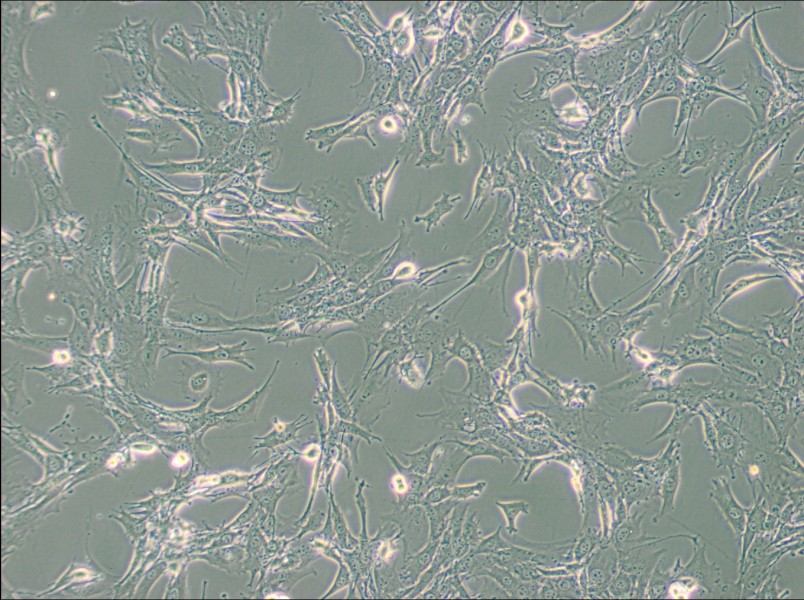 TtT/GF Cell Complete Medium - 3