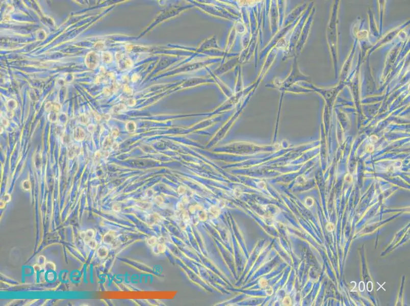 MP38 Cell Complete Medium - small - 4