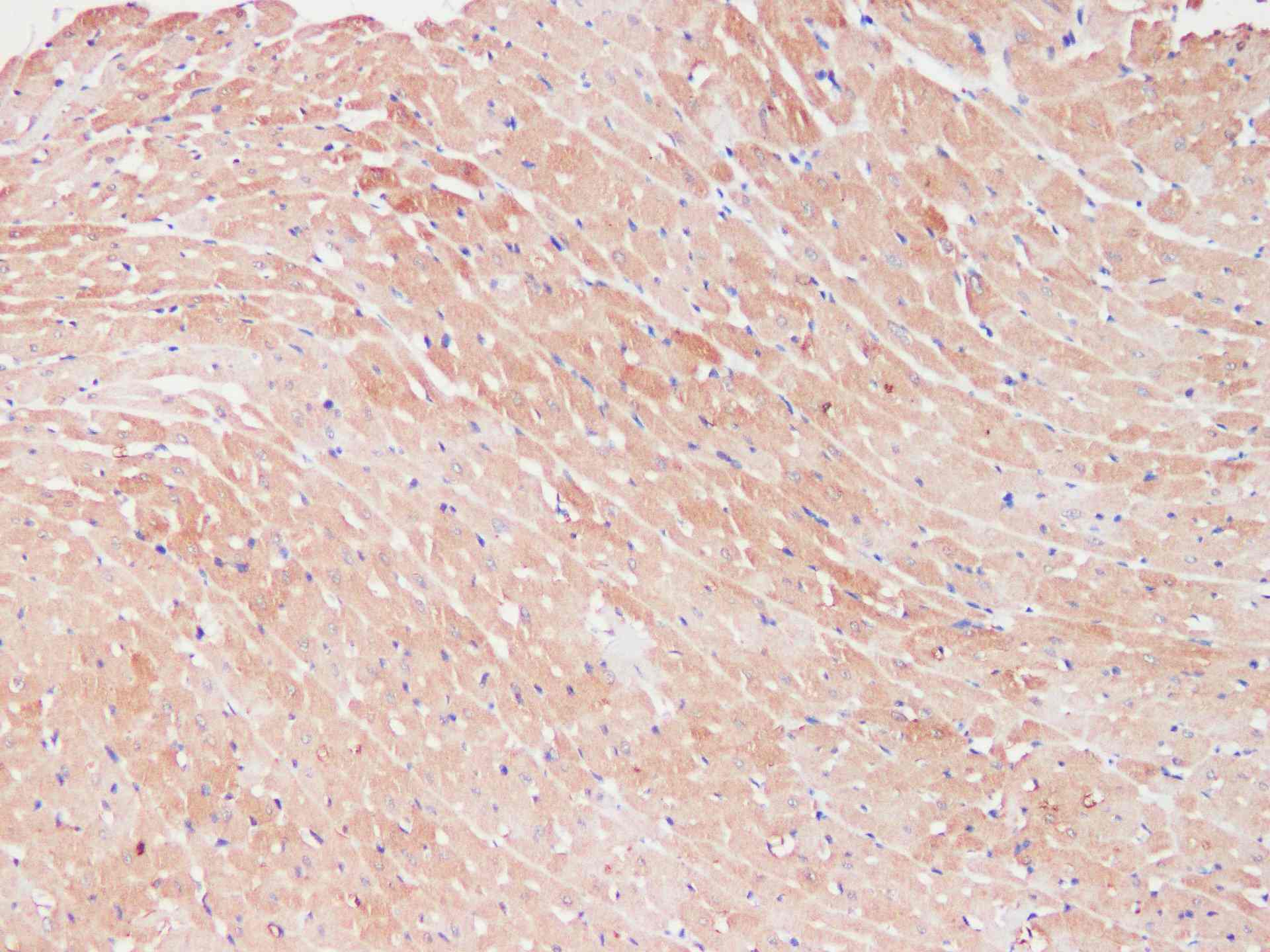 LDHA Polyclonal Antibody - 3