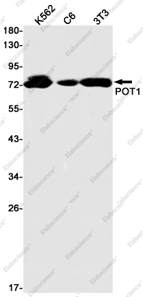 Recombinant POT1 Monoclonal Antibody - 1
