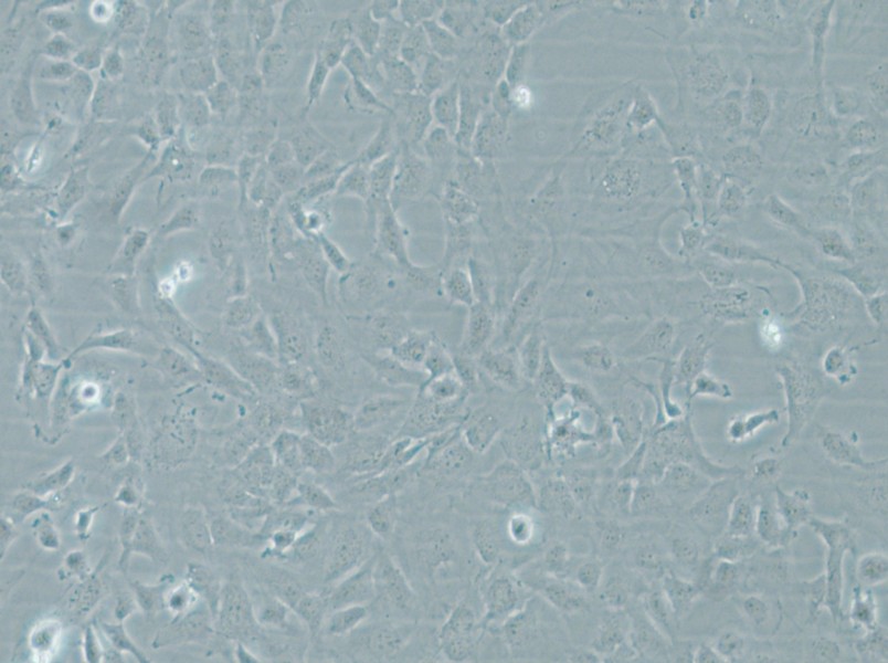 HMEC-1 Cell Complete Medium - 4
