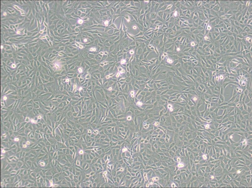 9L/lacZ Cell Complete Medium9L/lacZ Cell Complete Medium - 2