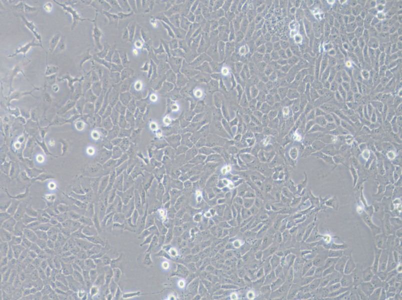 143B Cell Complete Medium143B Cell Complete Medium - 2