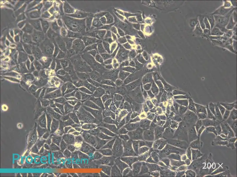 CMT93 Cell Complete Medium - 6