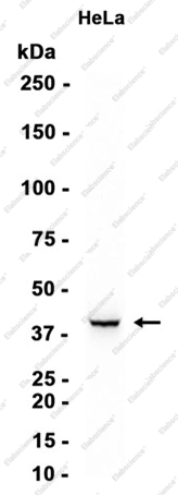 Recombinant CAB39 Monoclonal Antibody - 1