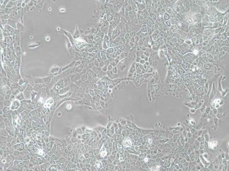 MCF-12A Cell Complete Medium-searchlist-1