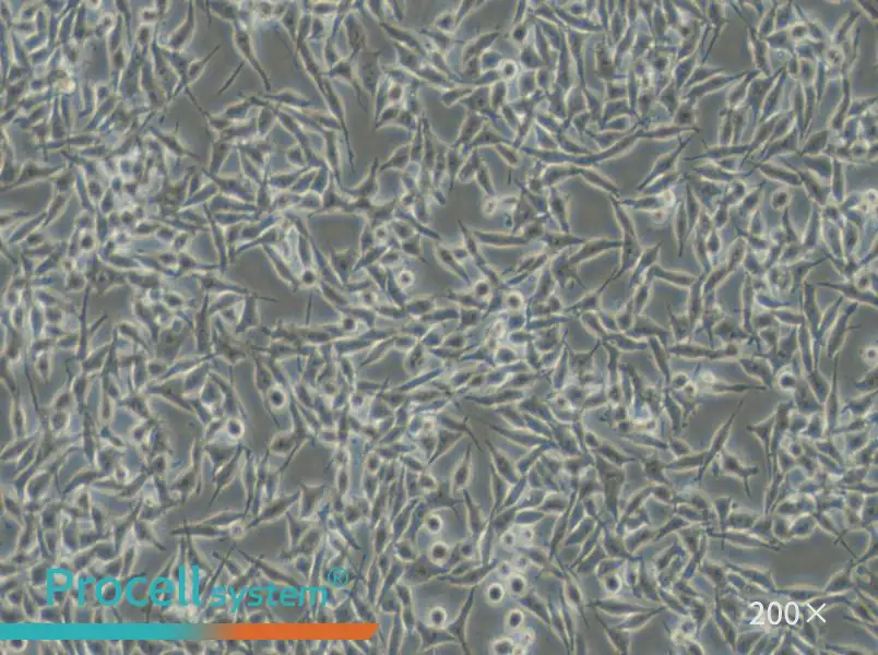 RKO-AS45-1 Cell Complete Medium - small - 6