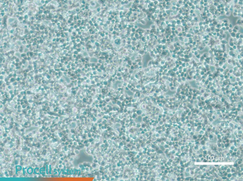 alpha TC1 clone 6 Cell Complete Mediumalpha TC1 clone 6 Cell Complete Medium - 2