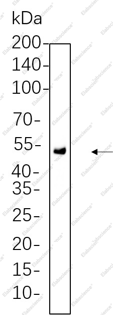 Recombinant Chk1 Monoclonal Antibody - 1