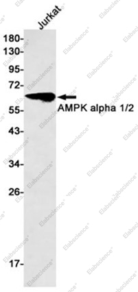 Recombinant AMPK alpha 1/2 Monoclonal Antibody - 1