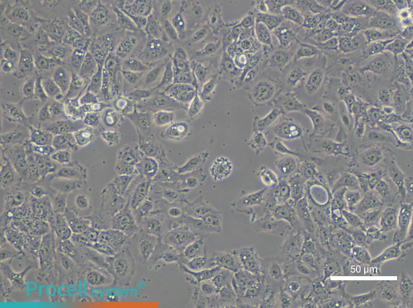NCI-H292 - 6