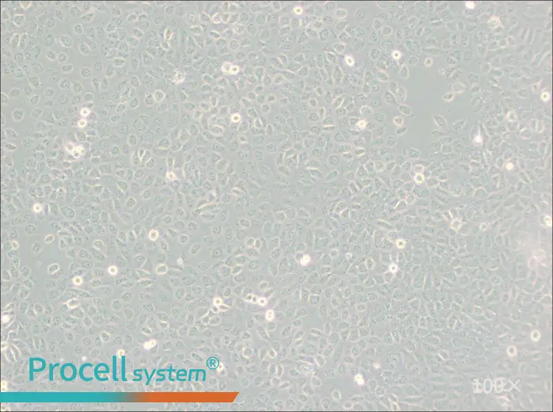5637 Cell Complete Medium - 2