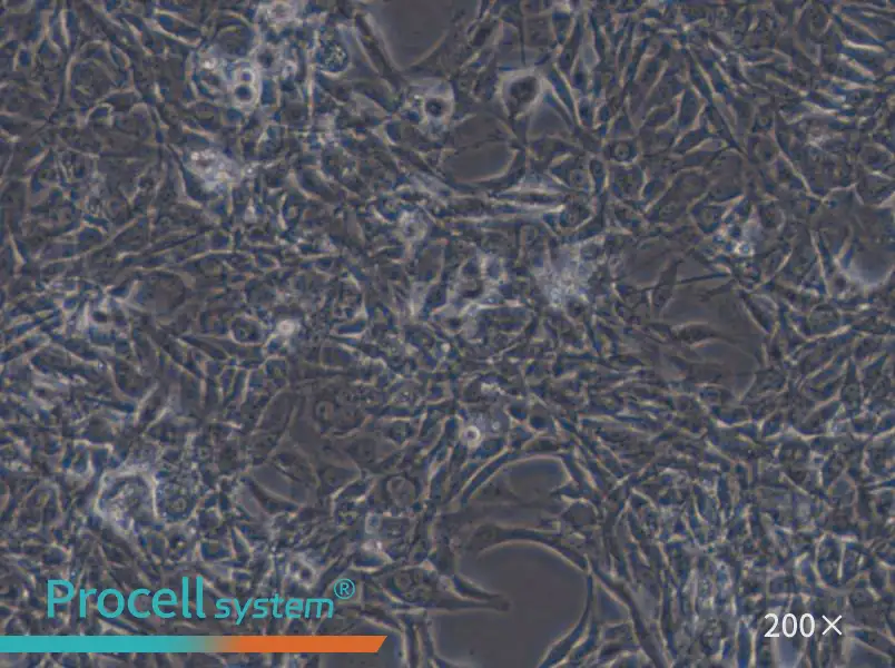 STO Cell Complete Medium - small - 4