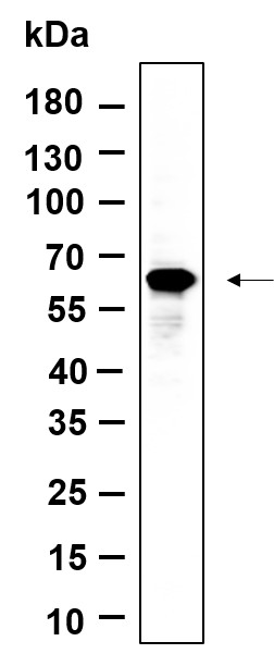 Recombinant FoxO4 Monoclonal Antibody-searchlist-1