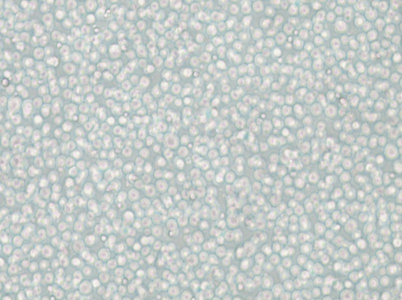 YT Cell Complete Medium - 4