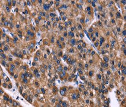 PHB Polyclonal Antibody - 2